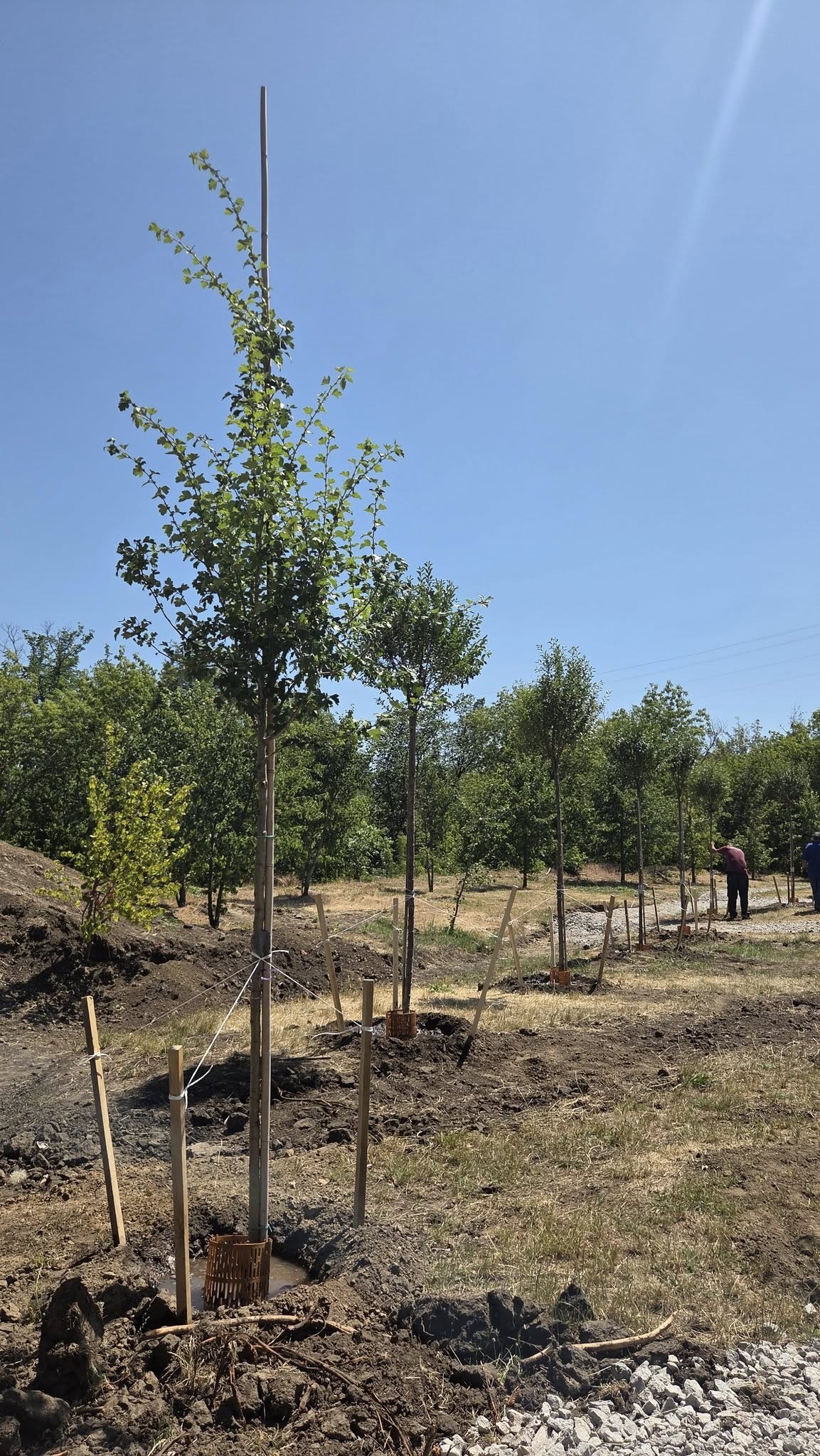 У Кропивницькому розпочали озеленення нового скверу по вулиці Соборній