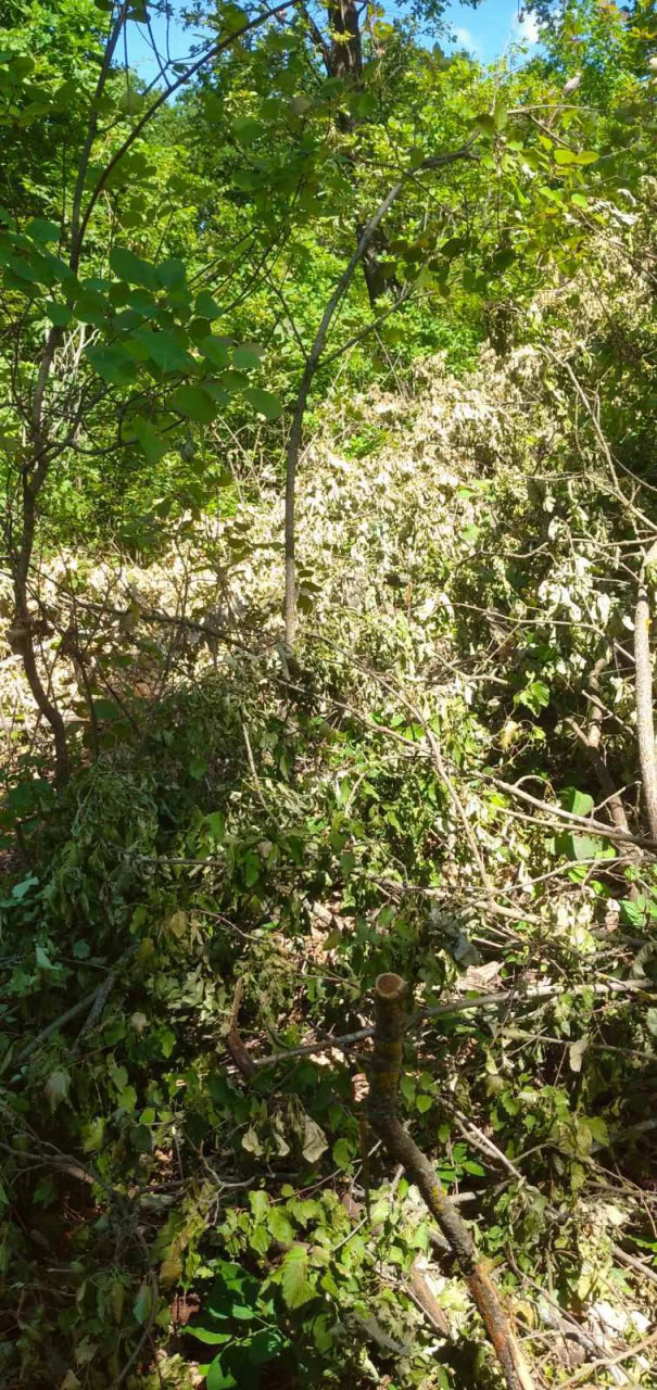 Незаконну порубку дерев на понад 200 тис. грн виявили на Новоукраїнщині