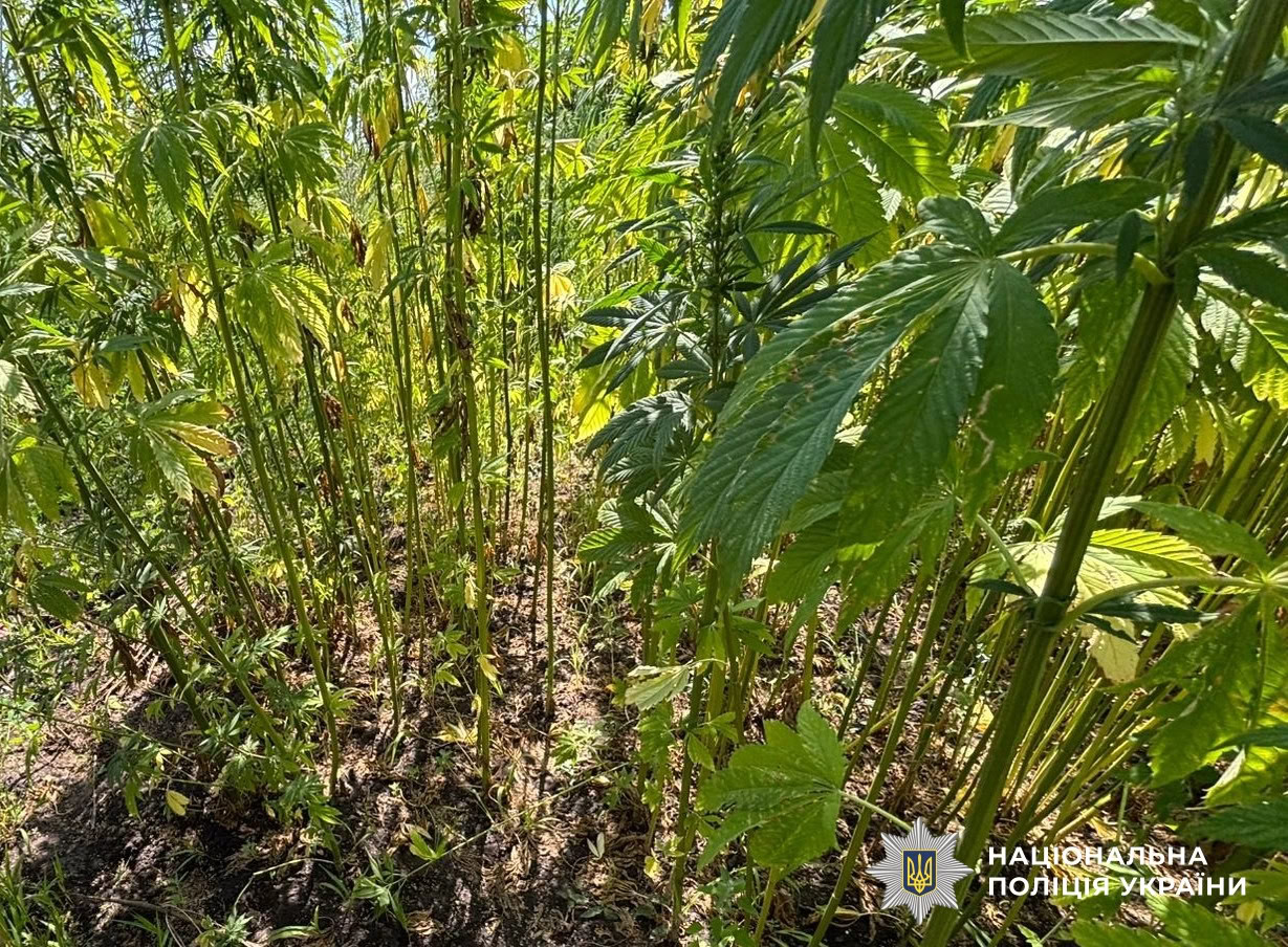 Минулого тижня у наркозбувачів на Кіровоградщині вилучили речовин на понад 2 мільйони гривень