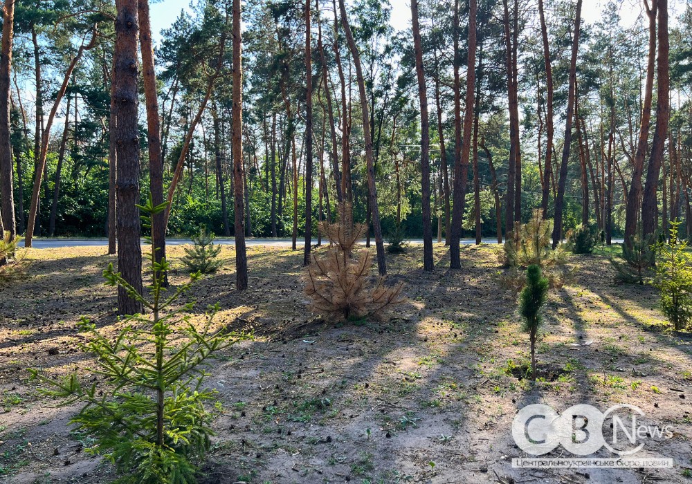 На Лісопарковій у Кропивницькому частково посохли висаджені цього року сосни