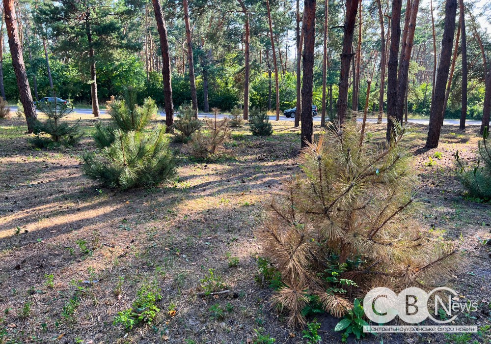 На Лісопарковій у Кропивницькому частково посохли висаджені цього року сосни