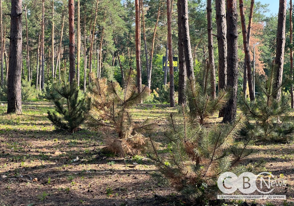 На Лісопарковій у Кропивницькому частково посохли висаджені цього року сосни