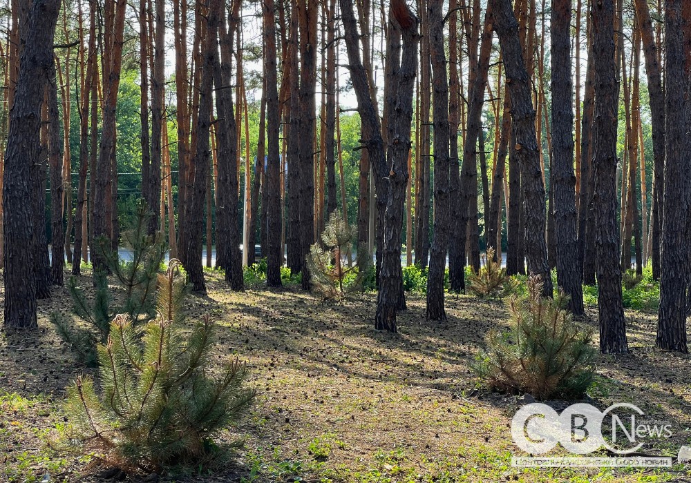На Лісопарковій у Кропивницькому частково посохли висаджені цього року сосни