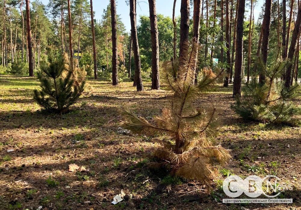 На Лісопарковій у Кропивницькому частково посохли висаджені цього року сосни
