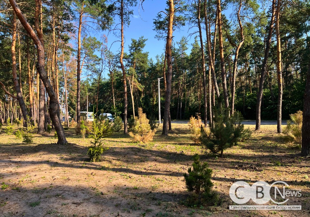 На Лісопарковій у Кропивницькому частково посохли висаджені цього року сосни