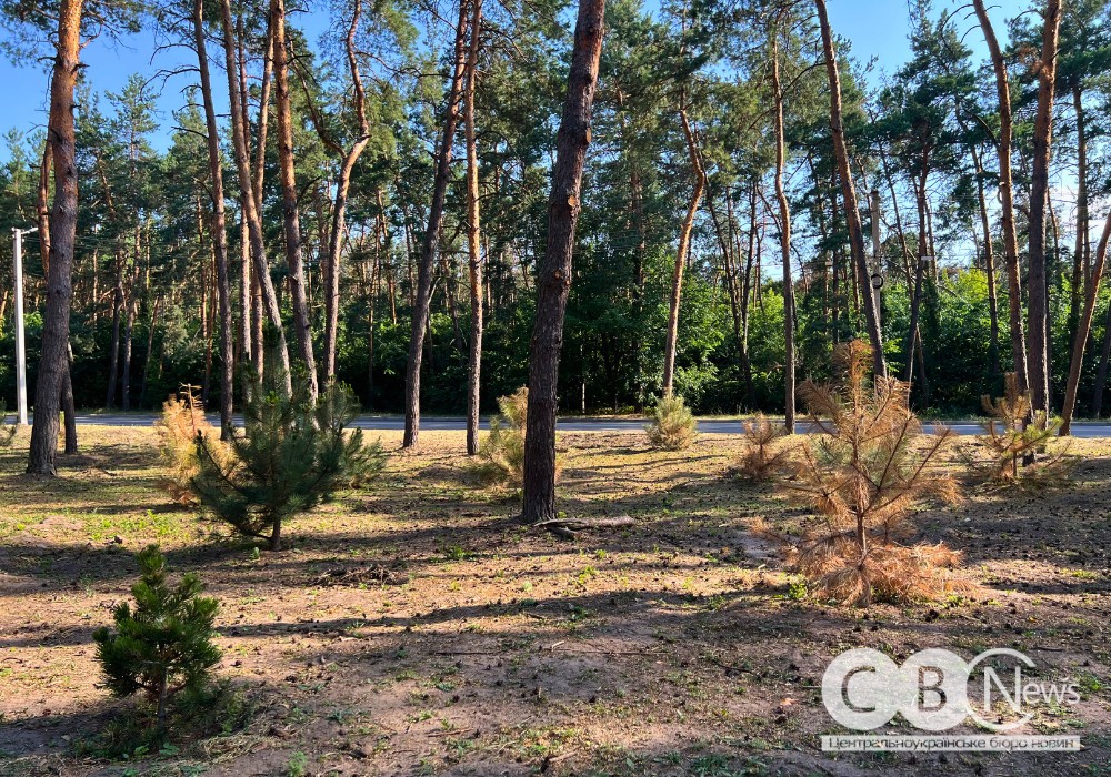 На Лісопарковій у Кропивницькому частково посохли висаджені цього року сосни