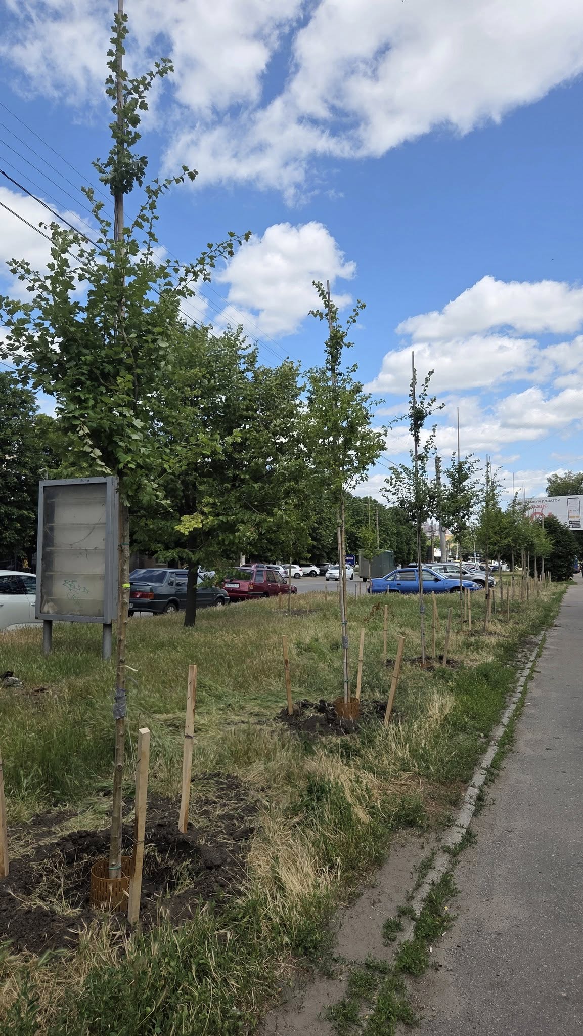 Завершили висадку дерев по Соборній у Кропивницькому