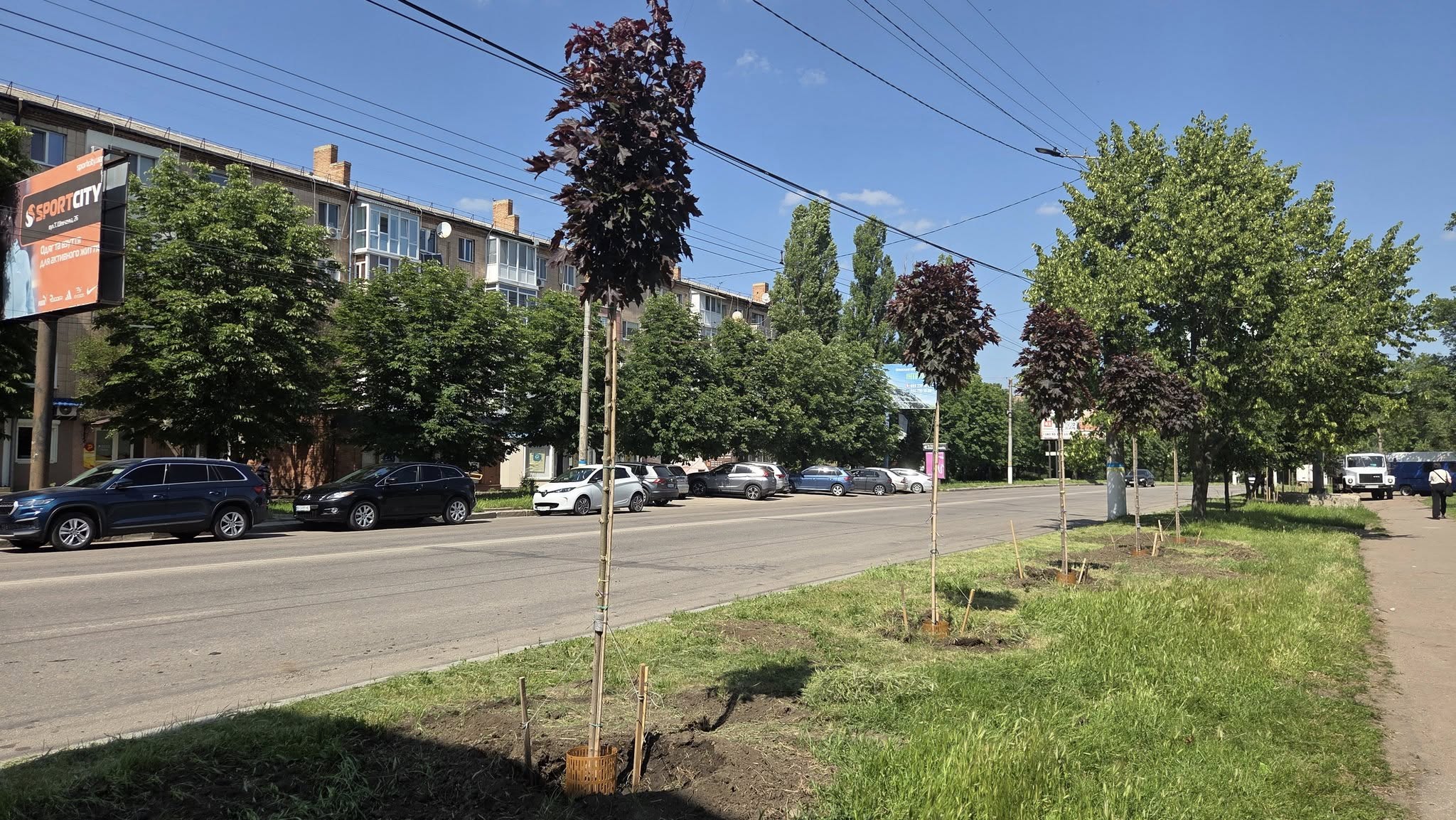 Завершили висадку дерев по Соборній у Кропивницькому