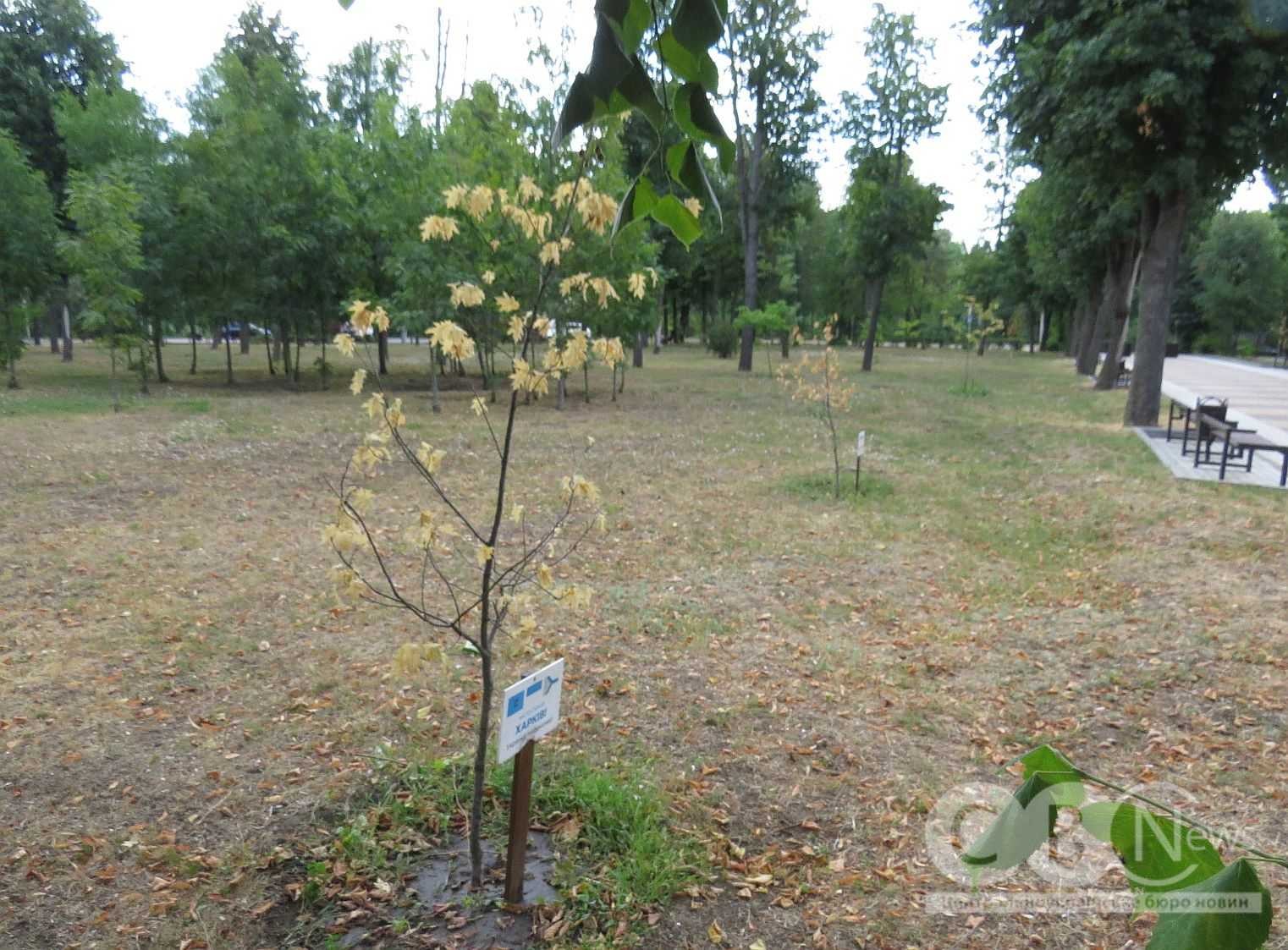 У Кропивницькому на алеї в парку Перемоги посохли дуби
