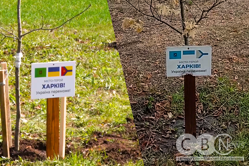 У Кропивницькому на алеї в парку Перемоги посохли дуби