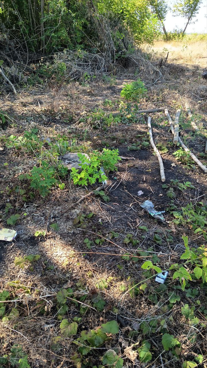 Дерева вирубали на Кіровоградщині
