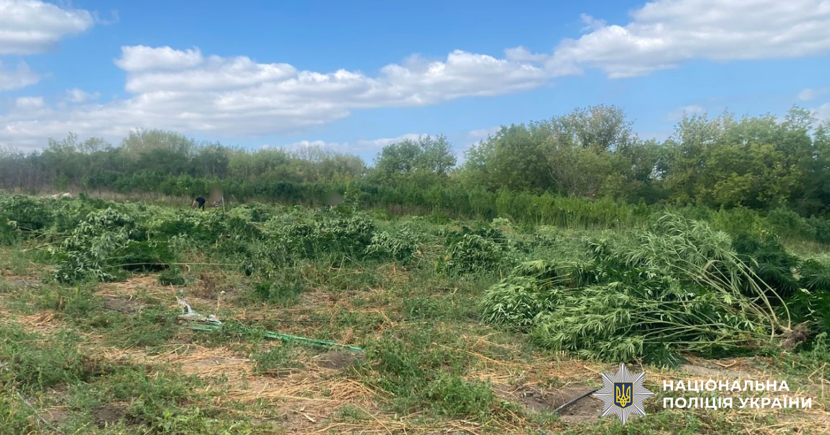 Плантацію конопель знайшли правоохоронці на Кіровоградщині
