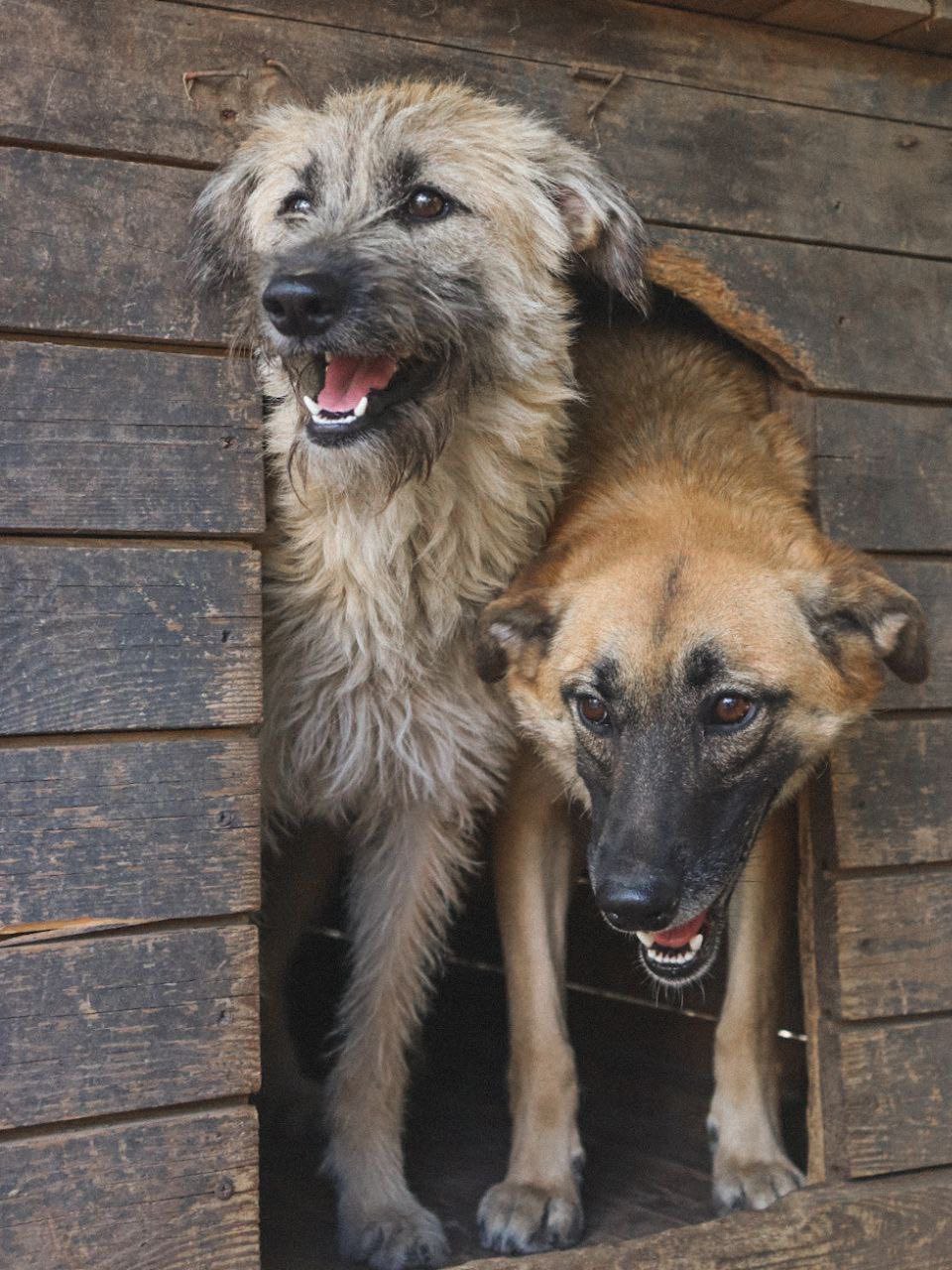 27 вересня у Кропивницькому притулок «Щасливий пес» проведе день відкритих дверей.