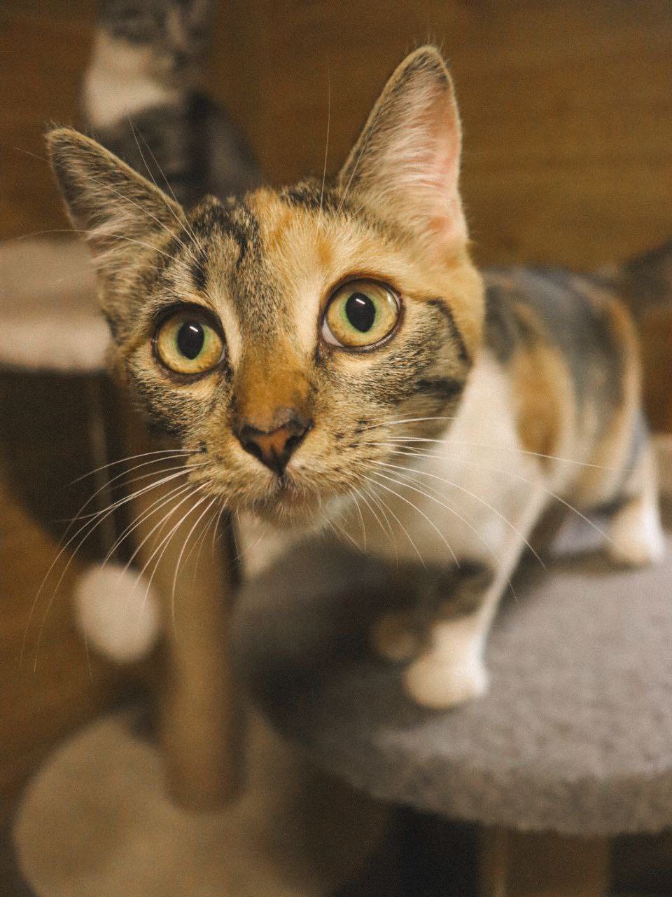 27 вересня у Кропивницькому притулок «Щасливий пес» проведе день відкритих дверей.