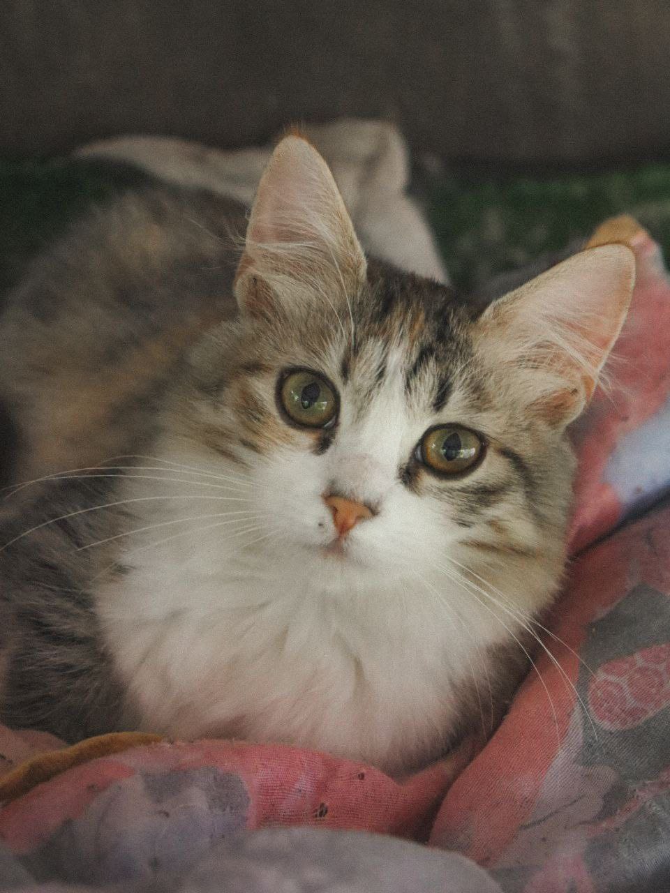 27 вересня у Кропивницькому притулок «Щасливий пес» проведе день відкритих дверей.