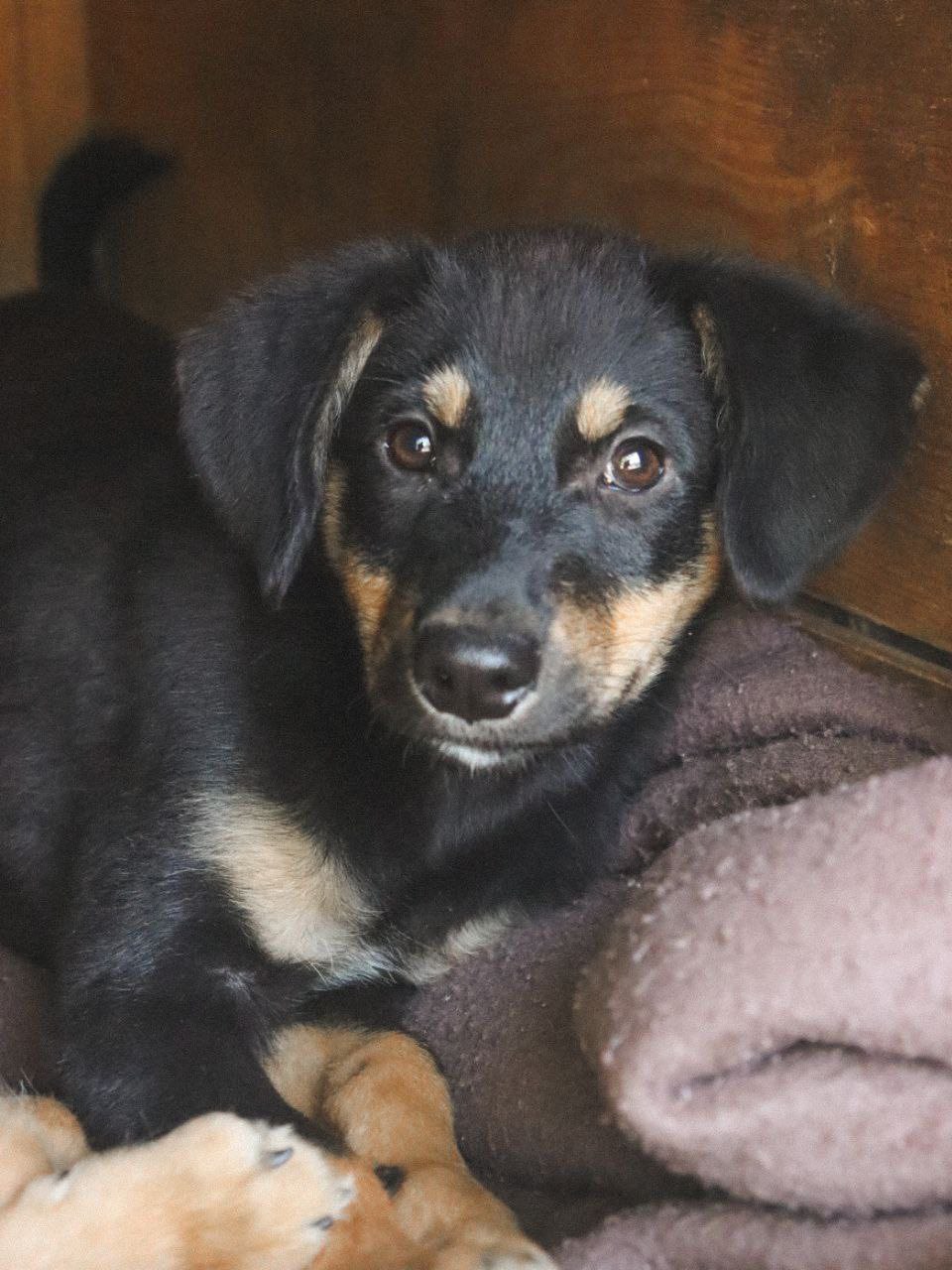 27 вересня у Кропивницькому притулок «Щасливий пес» проведе день відкритих дверей.