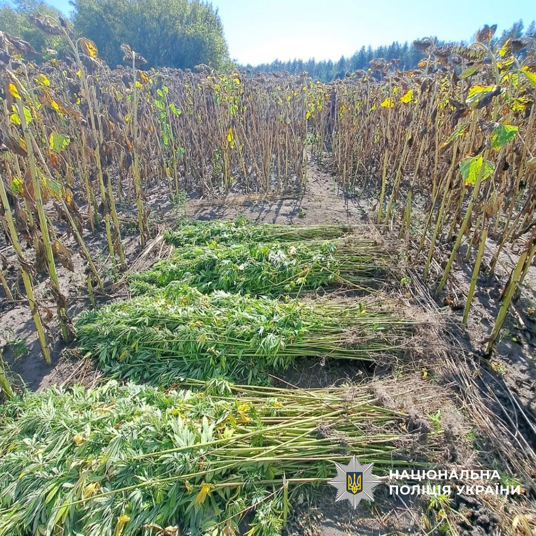 Поліцейські Кіровоградщини знищили посіви конопель на 2,5 млн грн