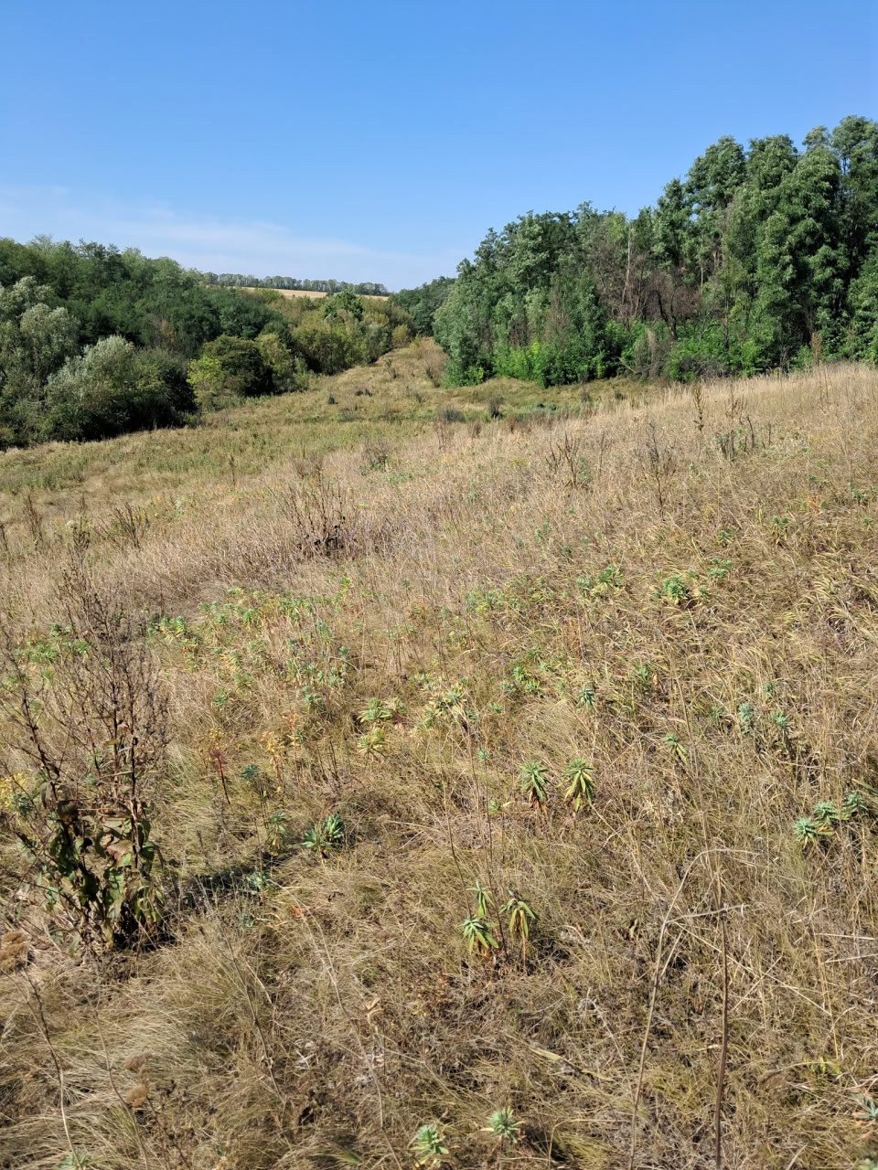 Понад сотню червонокнижних півників знайшли в Голованівському районі