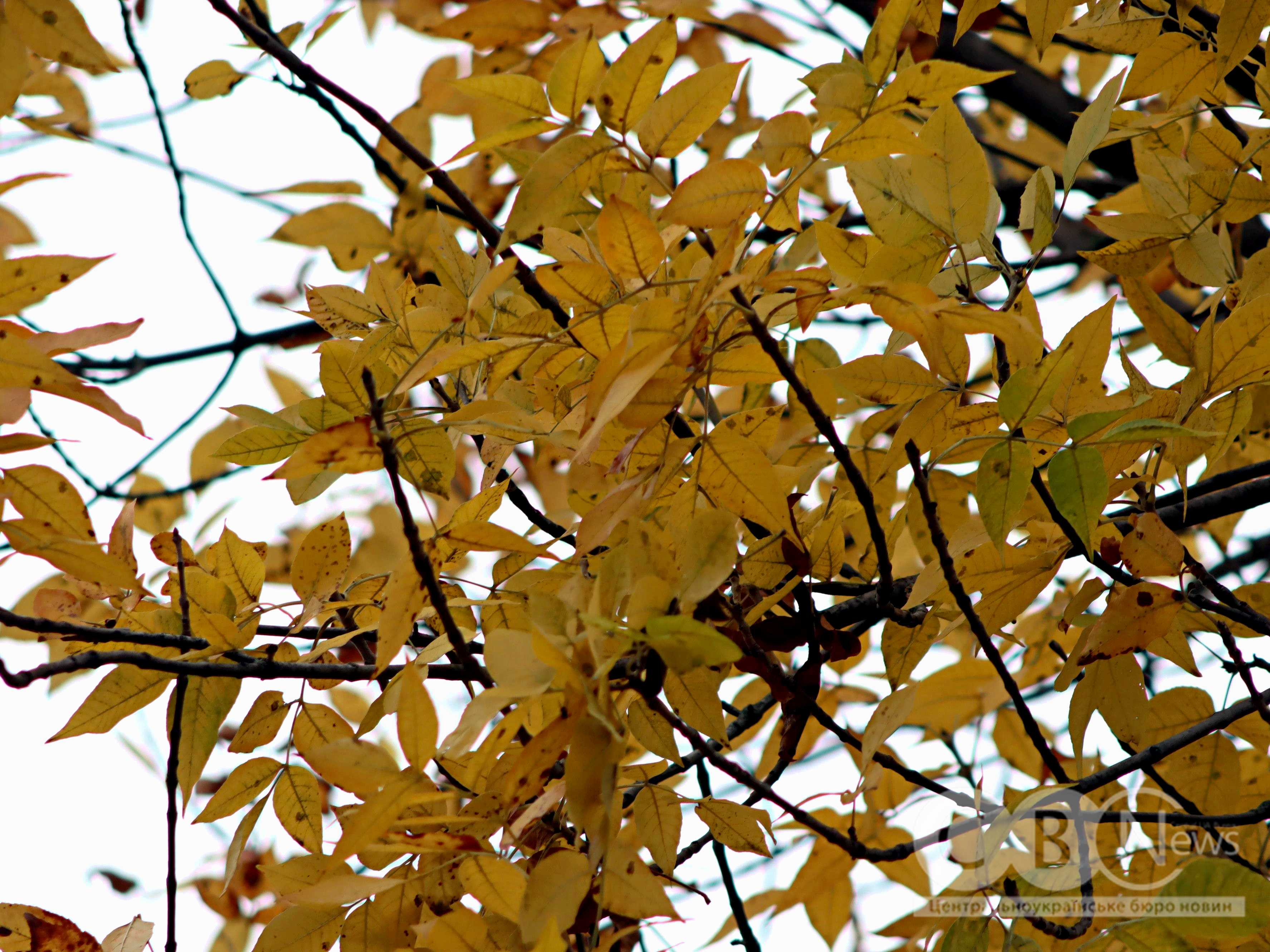 Осінь 2025 у Кропивницькому