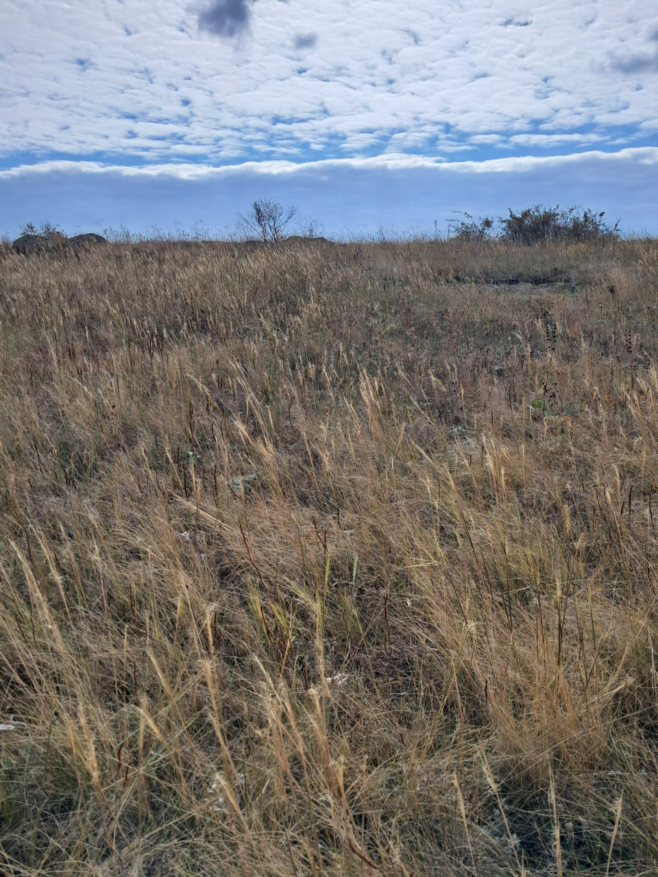 Поблизу Бобринця виявили найбільший кам'яний степ Кіровоградщини