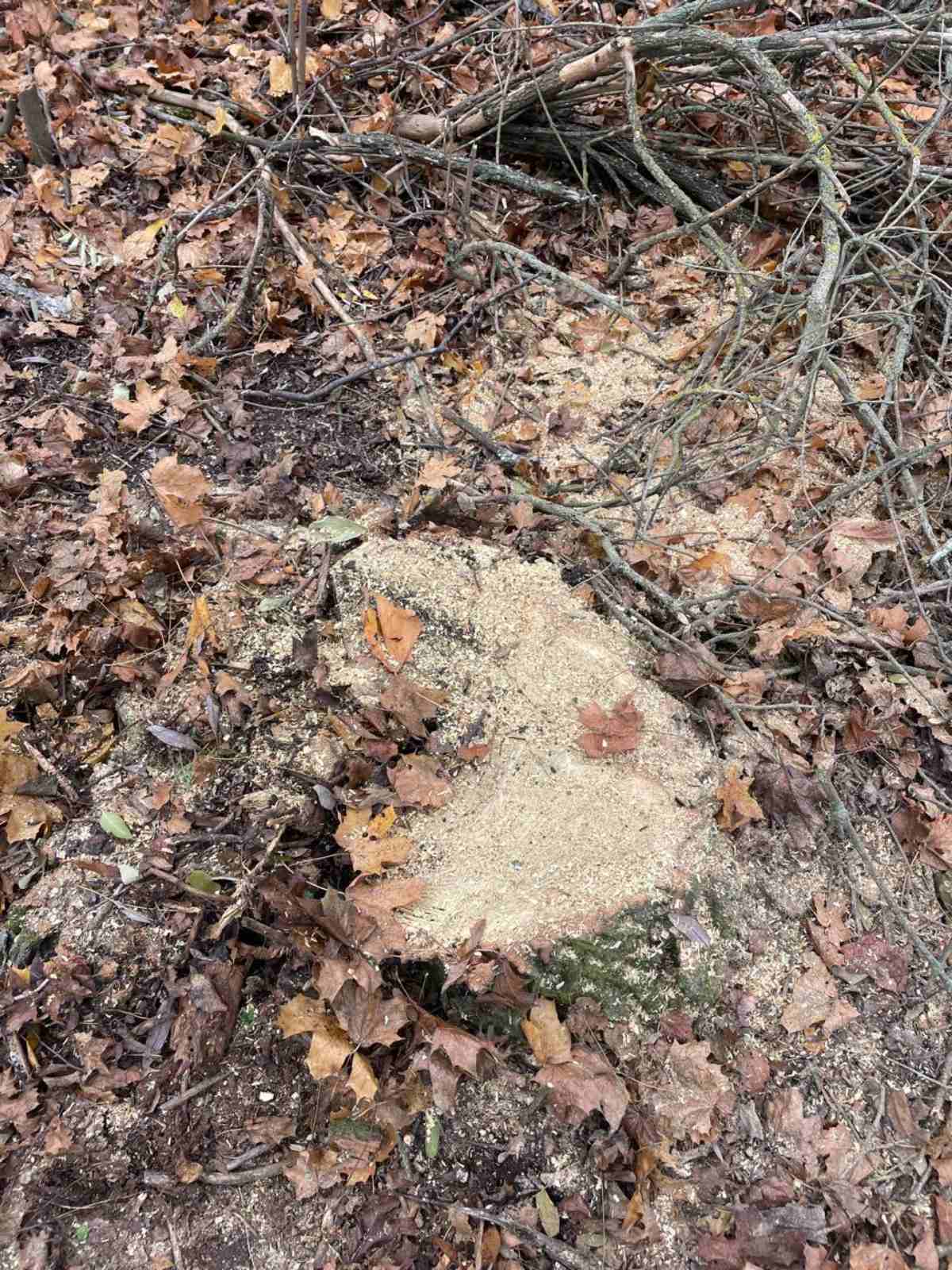 577886707_122166005798597860_745925764625861205_n