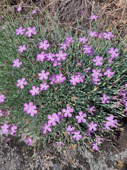 584713697_1150557243912848_3881385654870955359_n