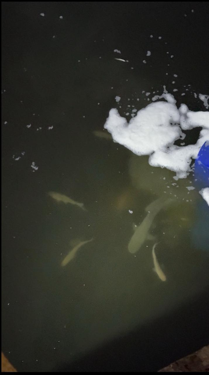 У Бобринецькій громаді зарибили річку Сугоклія