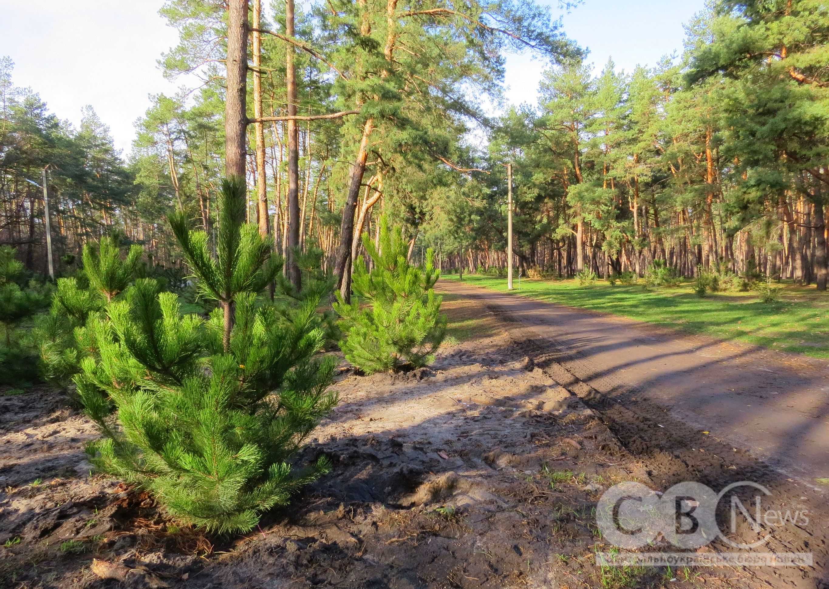 У Кропивницькому на Лісопарковій замінили 250 всохлих саджанців сосни