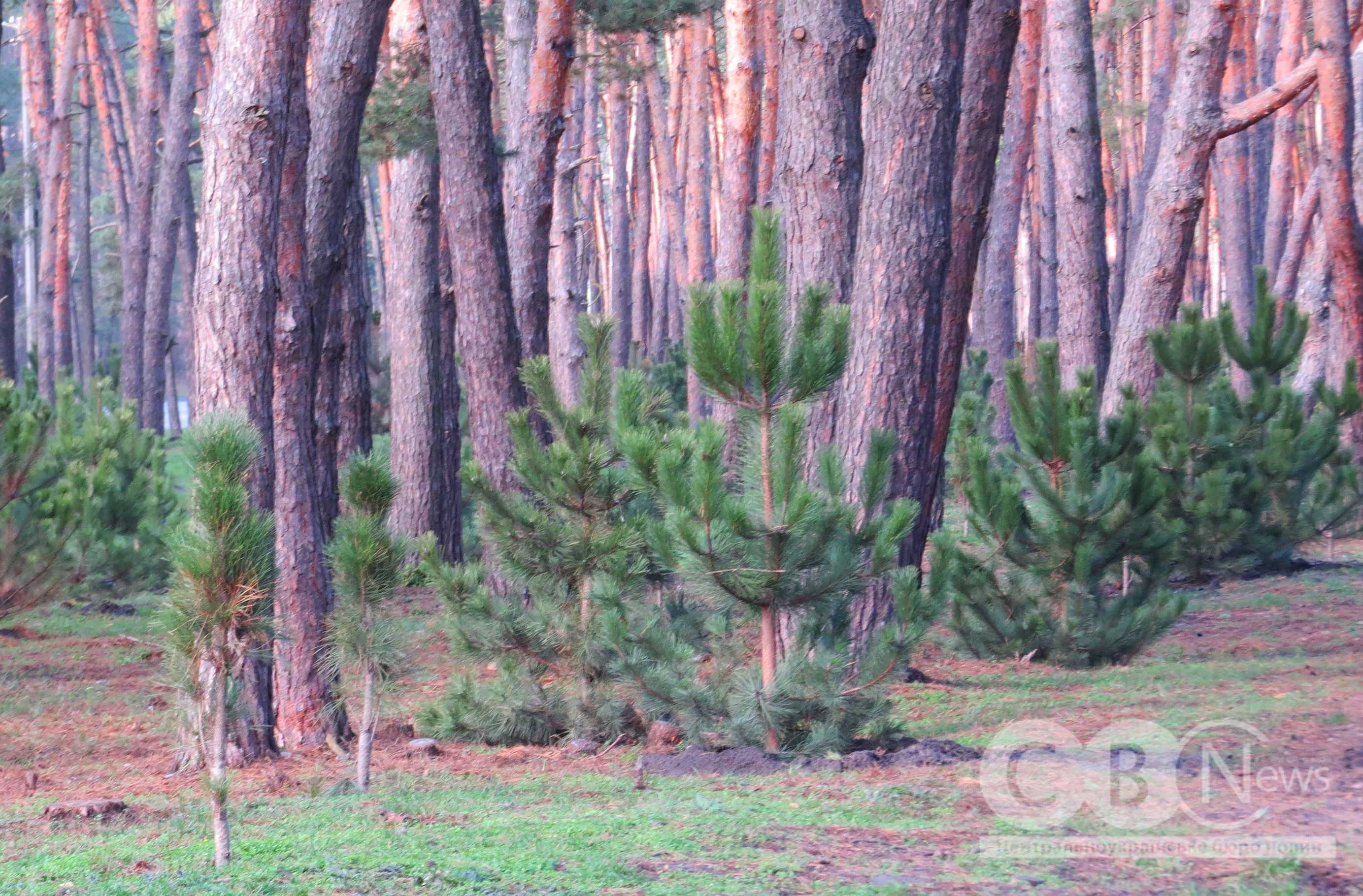 У Кропивницькому на Лісопарковій замінили 250 всохлих саджанців сосни