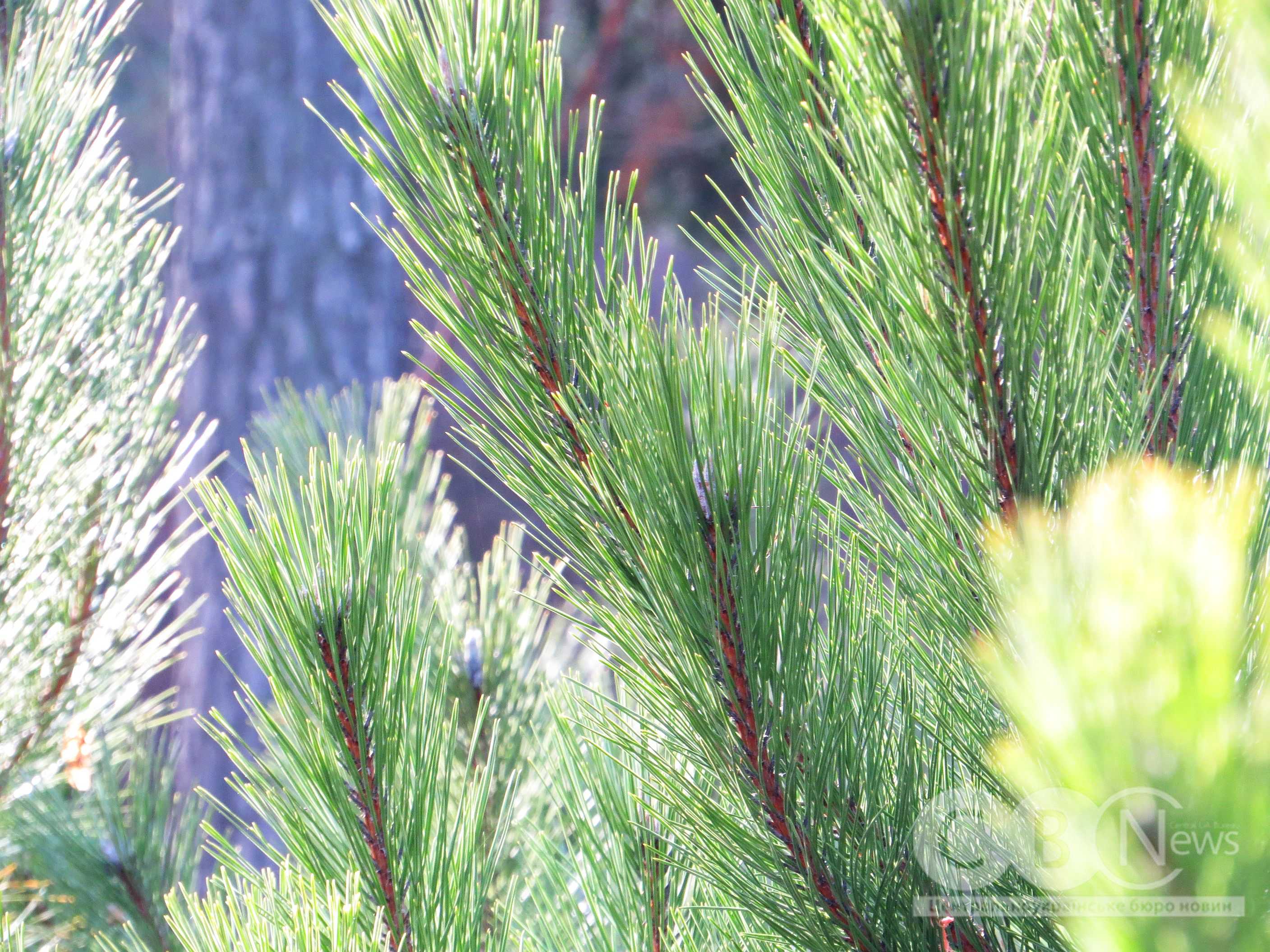 У Кропивницькому на Лісопарковій замінили 250 всохлих саджанців сосни