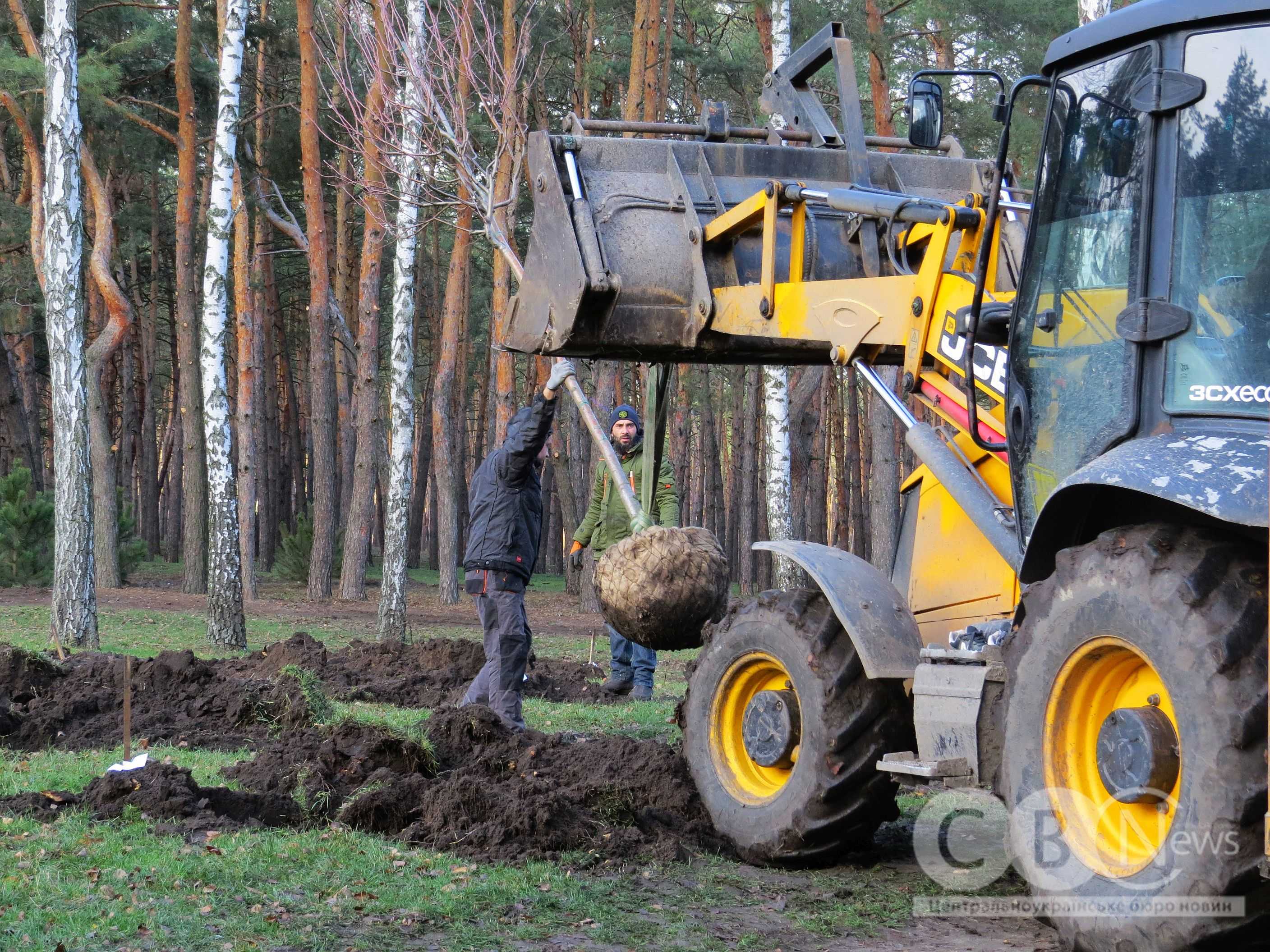 У Кропивницькому на Лісопарковій замінили 250 всохлих саджанців сосни