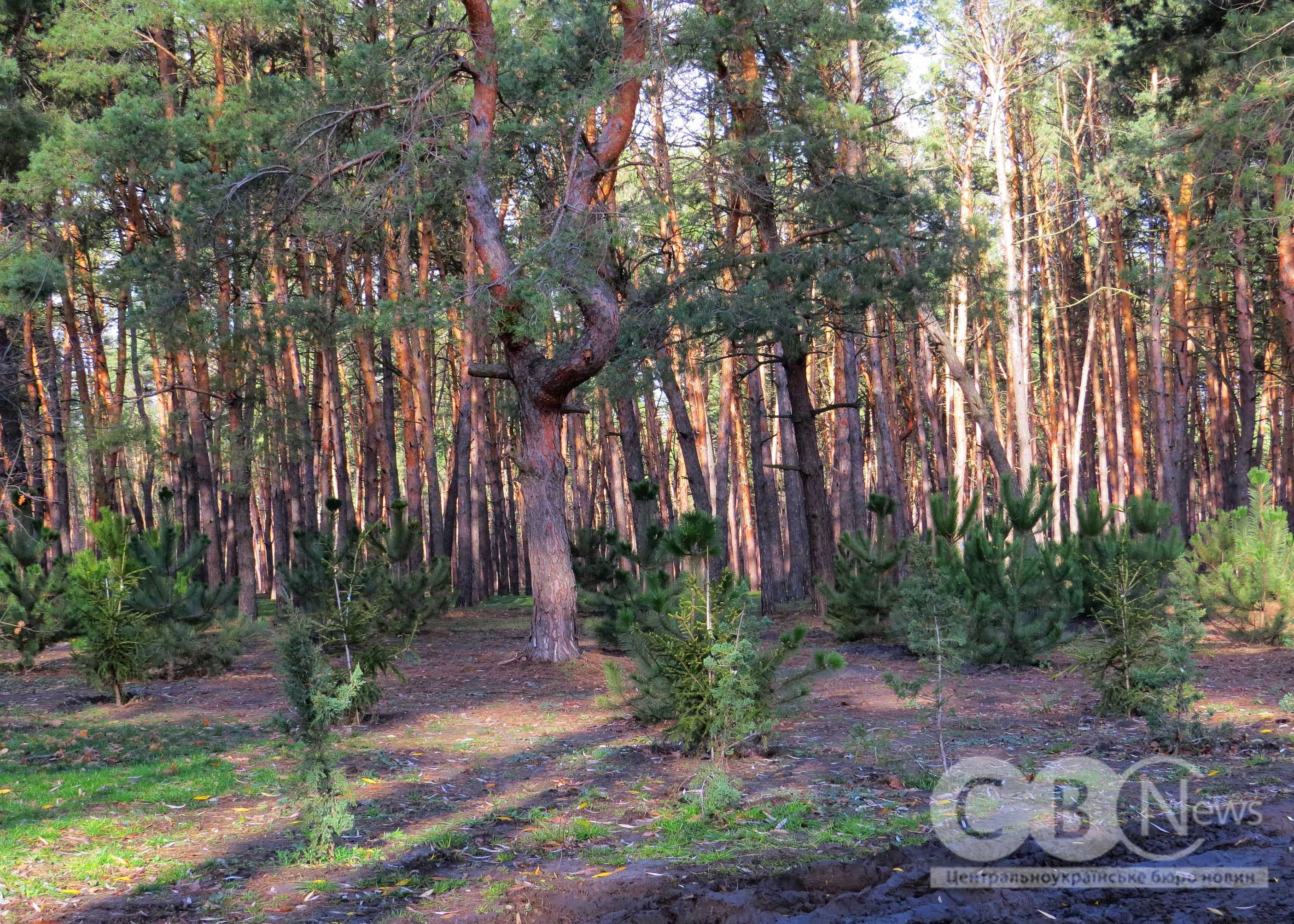 У Кропивницькому на Лісопарковій замінили 250 всохлих саджанців сосни