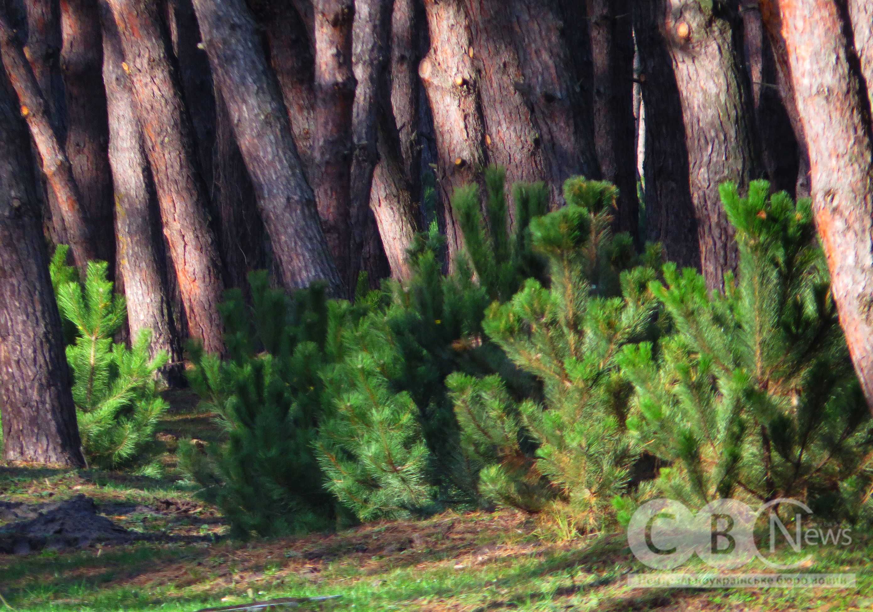 У Кропивницькому на Лісопарковій замінили 250 всохлих саджанців сосни