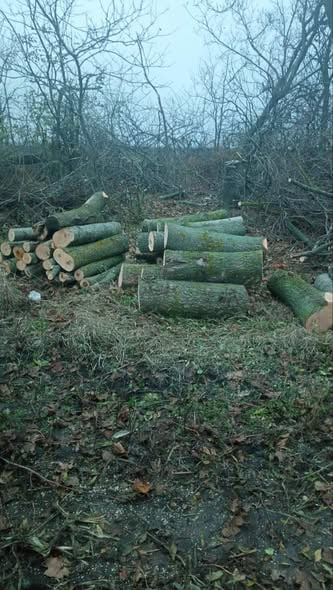 Екоінспектори виявили дві незаконні порубки дерев на Кіровоградщині