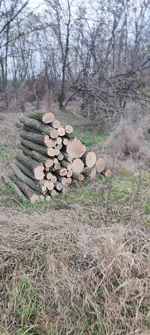 Екоінспектори виявили дві незаконні порубки дерев на Кіровоградщині