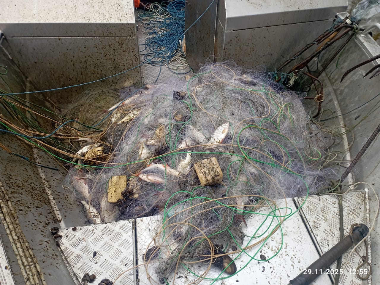 Риби на понад 3 млн грн виловили браконьєри в Олександрійському районі