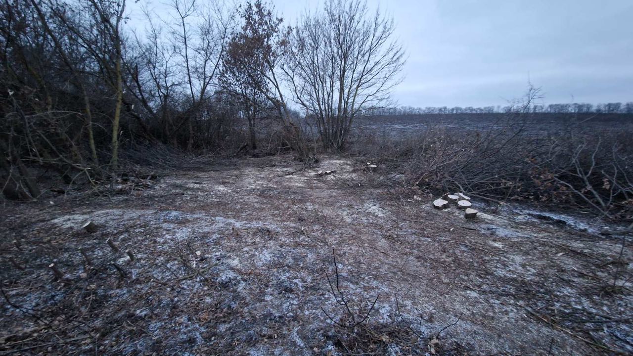 У лісосмузі Онуфріївської громади вирубали клени та ясени на понад 100 тис. грн