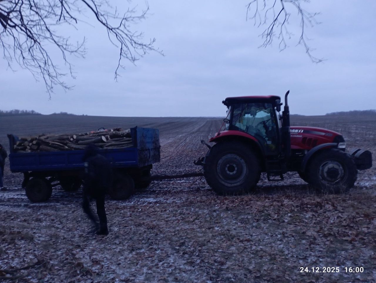 У лісосмузі Онуфріївської громади вирубали клени та ясени на понад 100 тис. грн