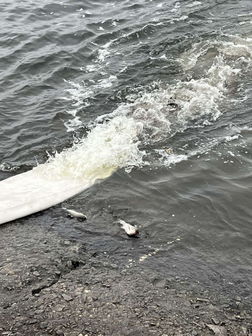 Понад 1,5 тонни товстолоба випустили до водосховища у Світловодську