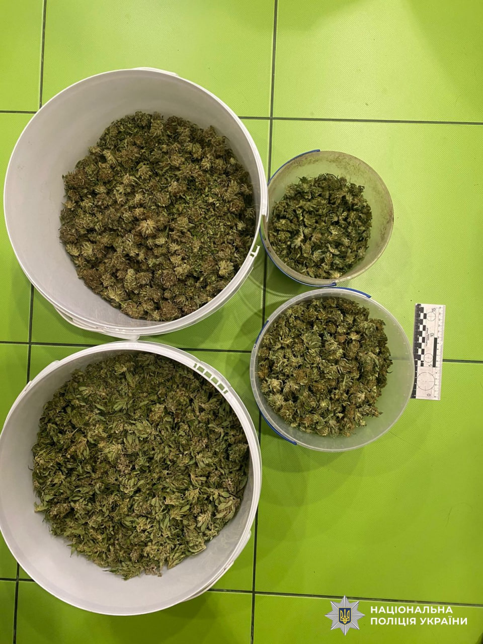 7 кілограмів канабісу вилучили в жителя Олександрійщини