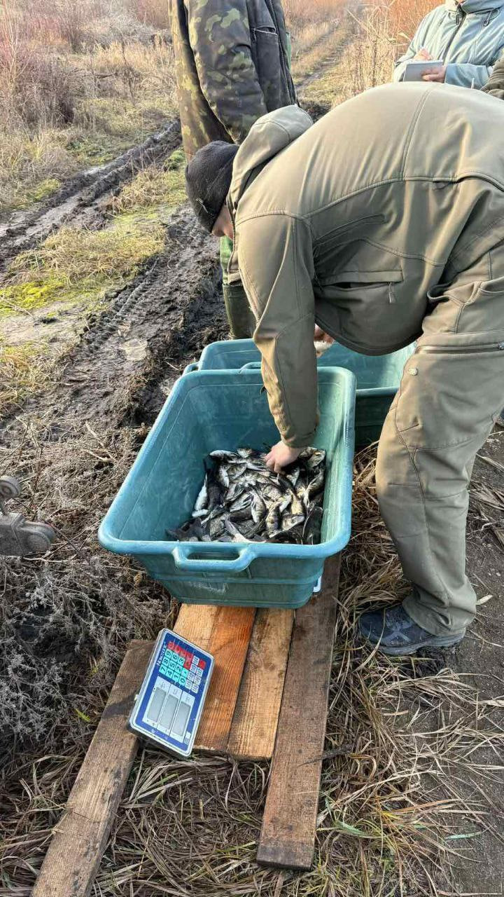 Понад 1,5 тонни товстолоба випустили до водосховища у Світловодську