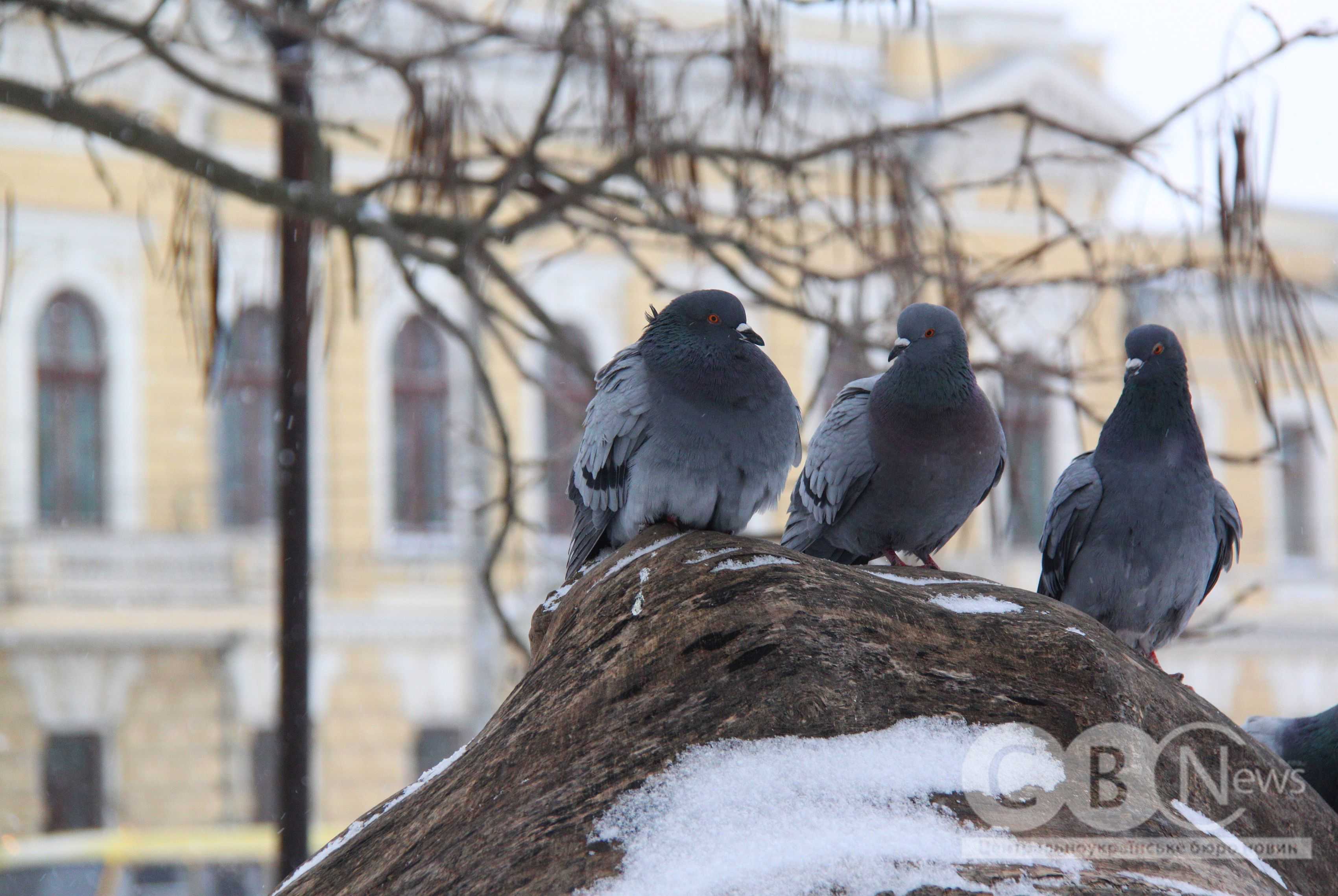 Справжня зима у Кропивницькому: місто засніжило