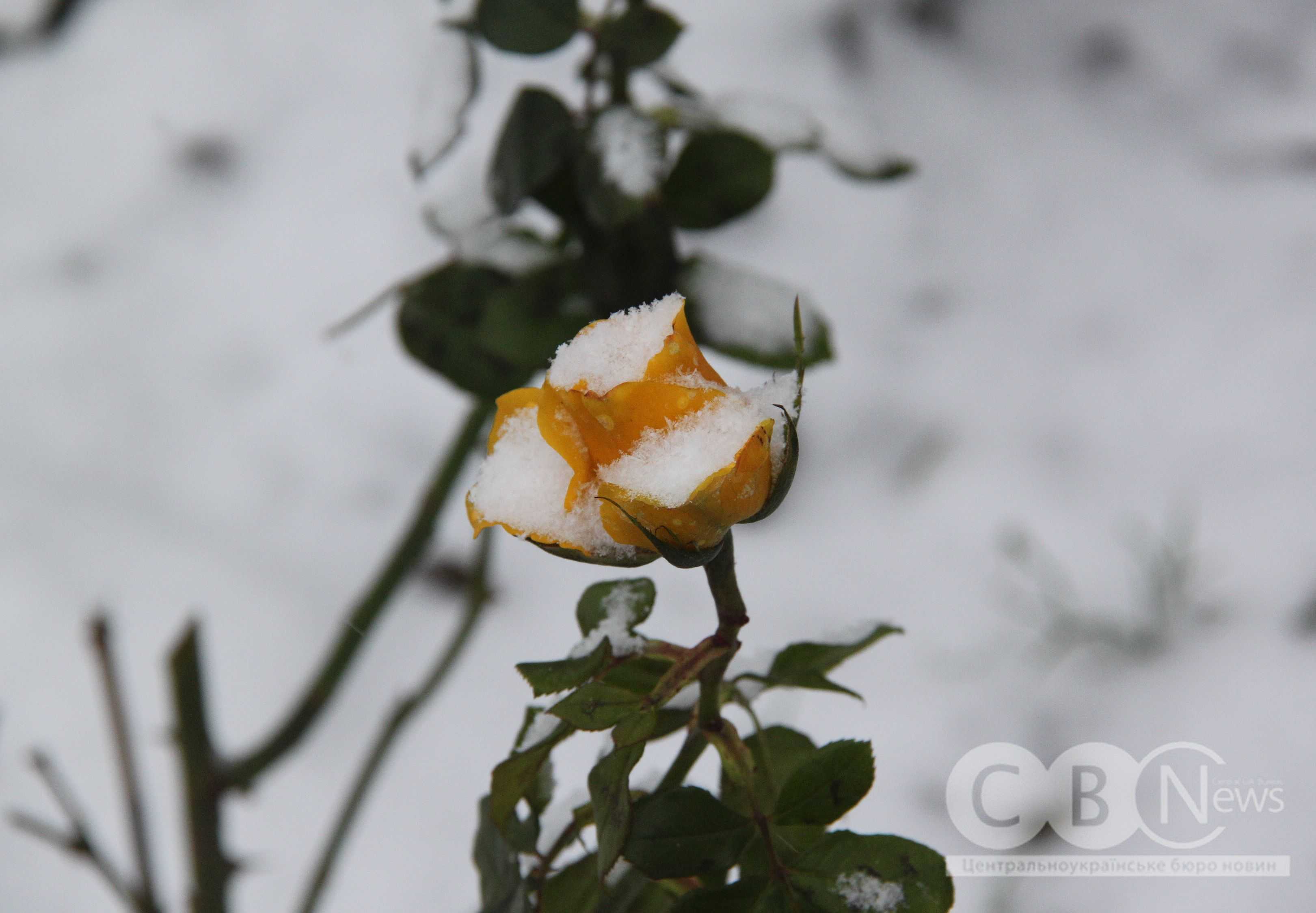Справжня зима у Кропивницькому: місто засніжило
