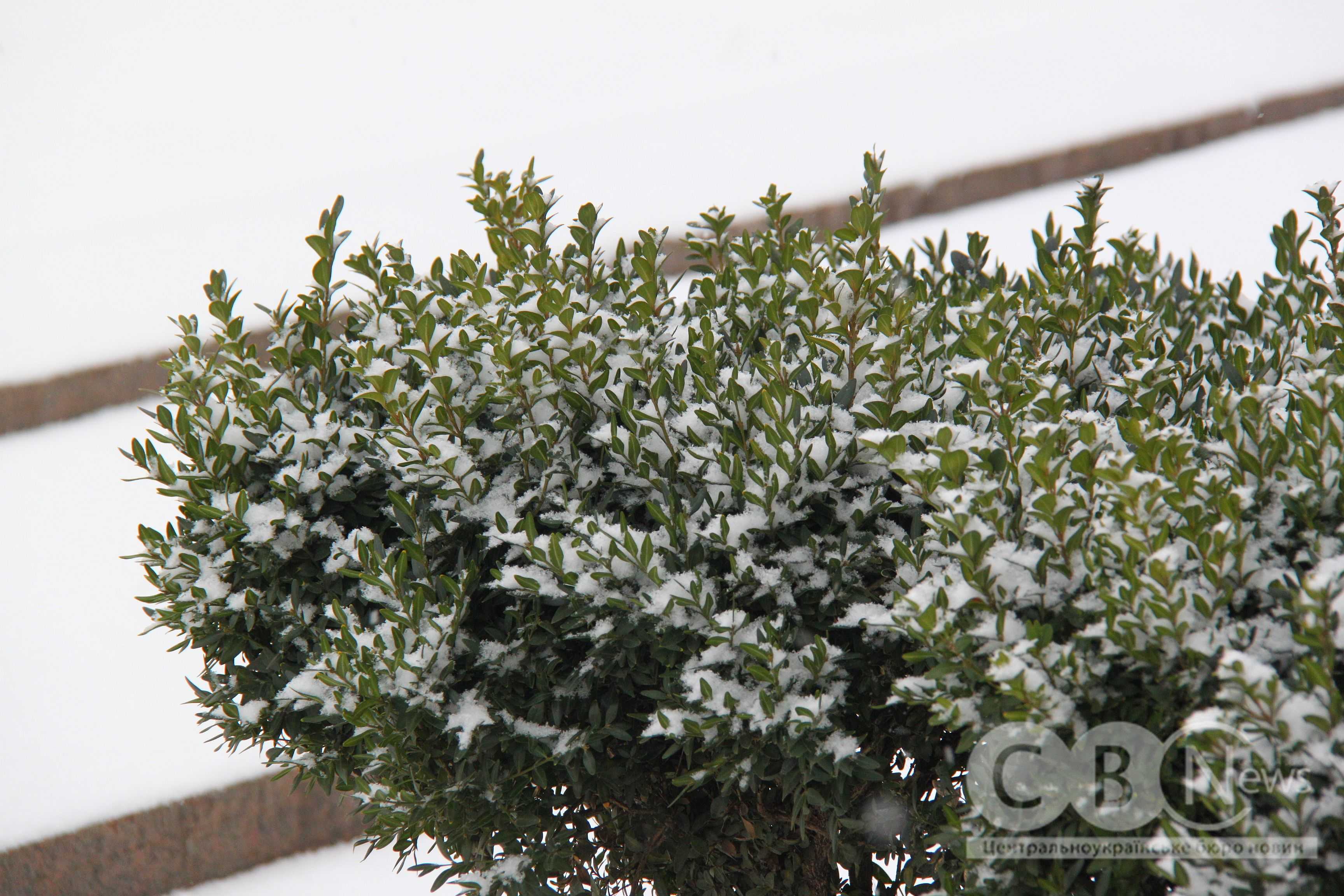 Справжня зима у Кропивницькому: місто засніжило