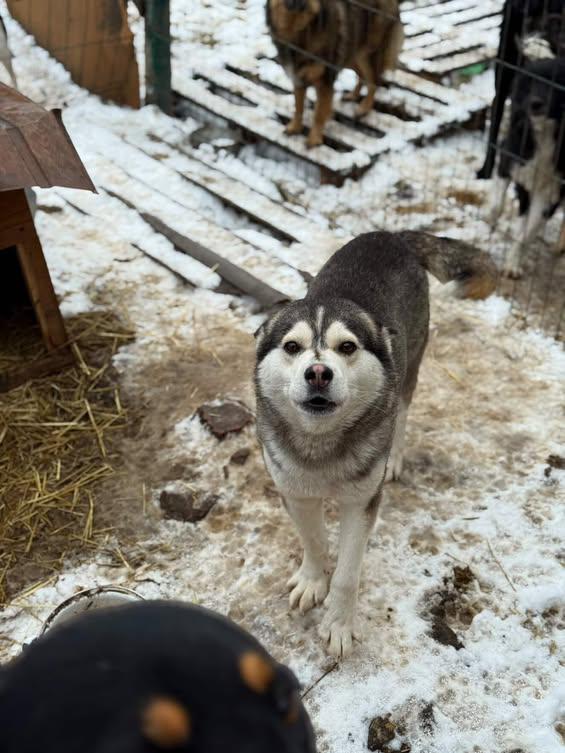 Новий дім для понад 120 тварин: історія волонтерки з Новомиргорода