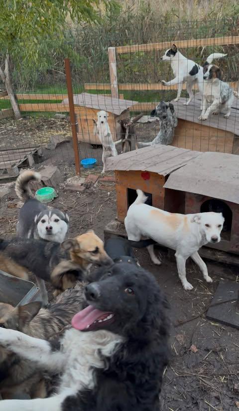 Новий дім для понад 120 тварин: історія волонтерки з Новомиргорода