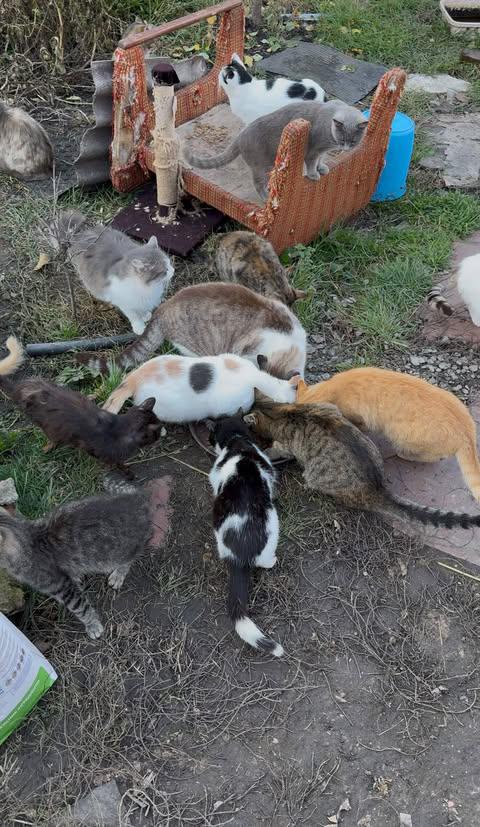 Новий дім для понад 120 тварин: історія волонтерки з Новомиргорода