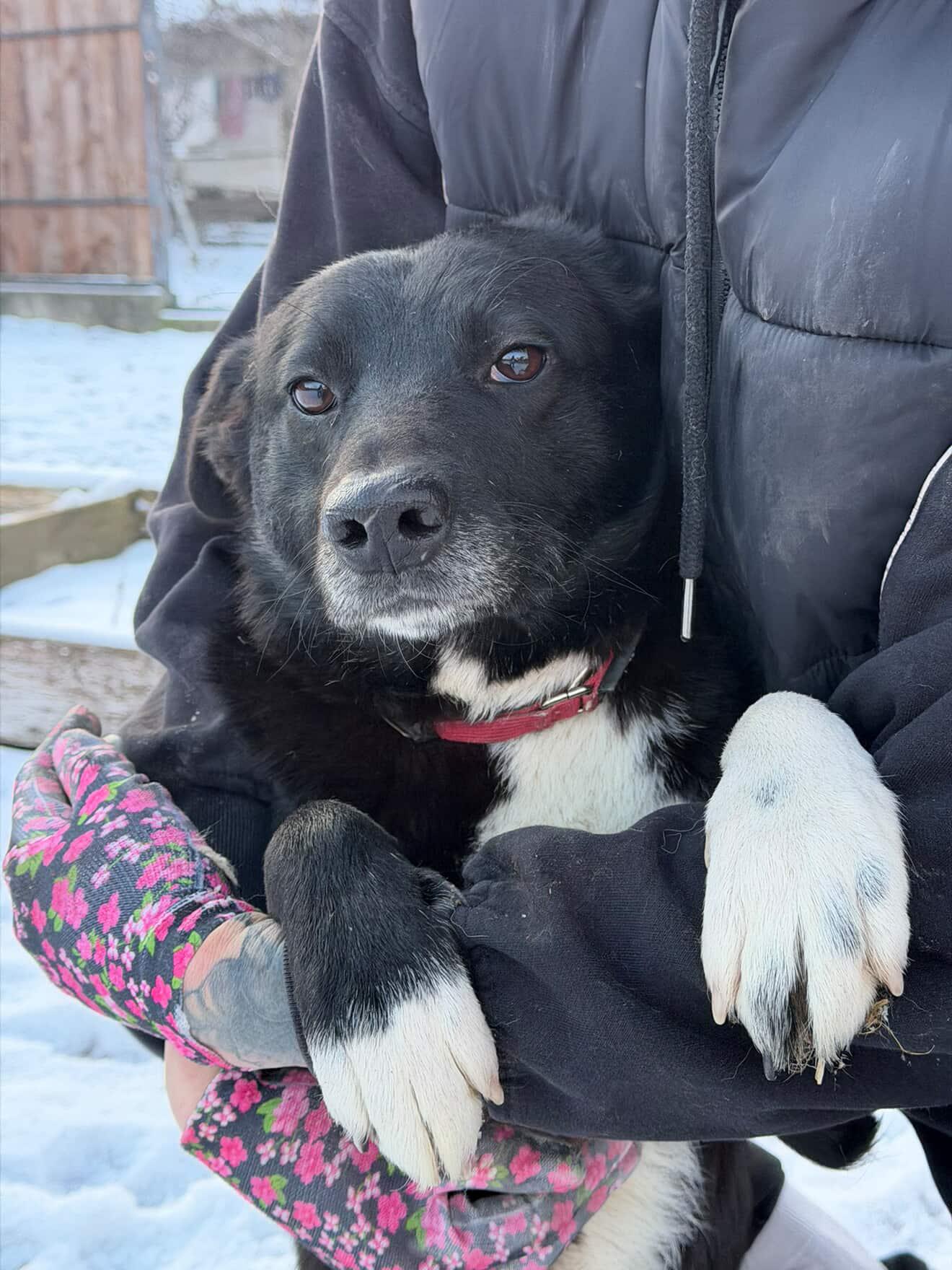 Собака Шанс