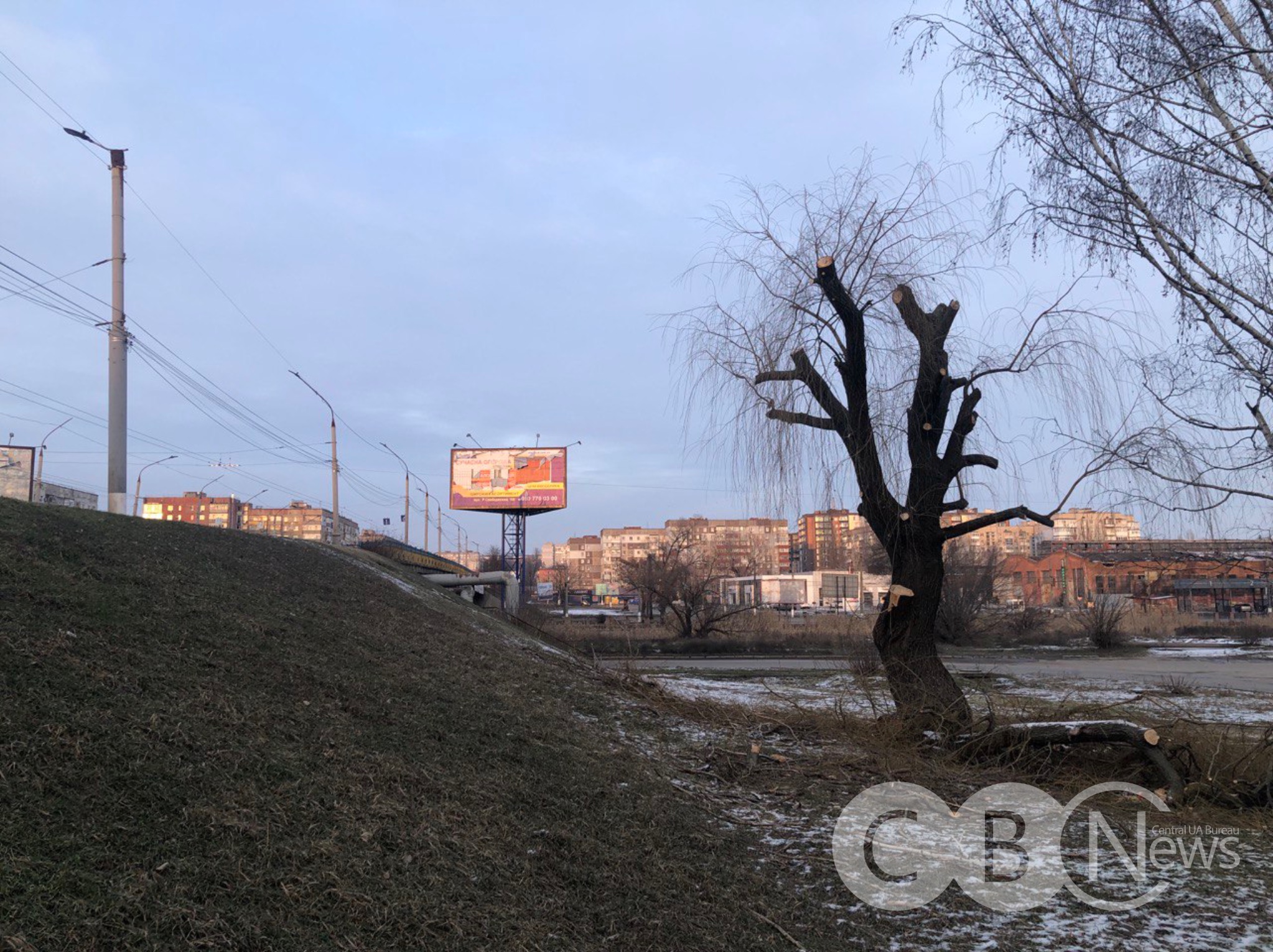 Верба біля Ковалівського мосту