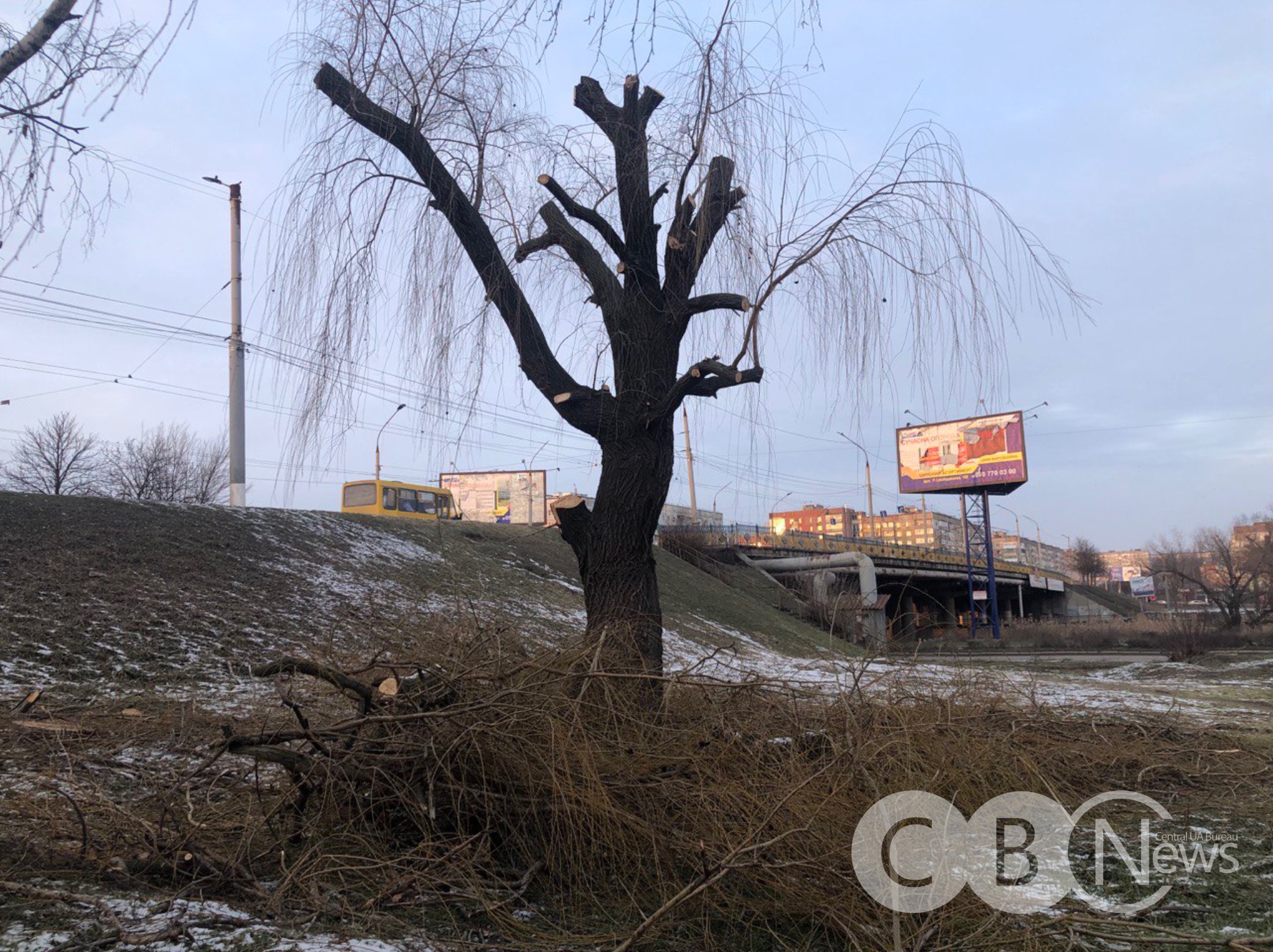 Верба біля Ковалівського мосту